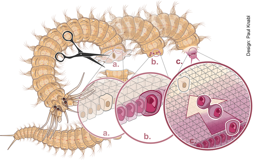 Scheme illustrating key steps in the regeneration of the posterior stem cell zone of the bristleworm Platynereis dumerilii.