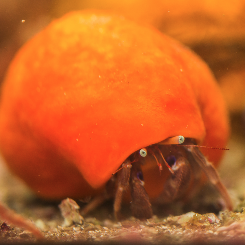 description of Suberites domuncula - Hermit crab sponge